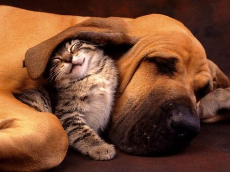 Dog Loves Cat-Cat Loves Dog!