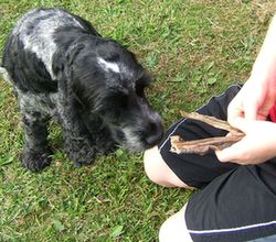 Suki loves her dried tripe and her dog toys!