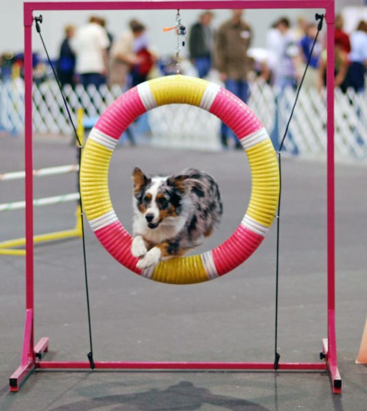 Dog Tricks or dog agility?