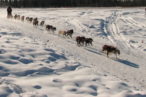 Dogs definetly keeping fit and healthy!