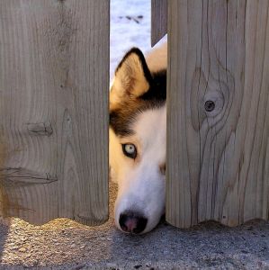 Healthy dog --Watching You!