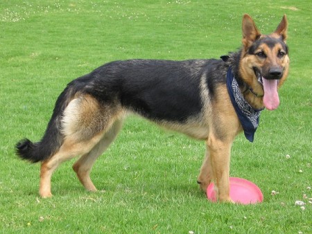 German Shepherd with disc. 