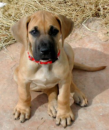 Great Dane puppy 