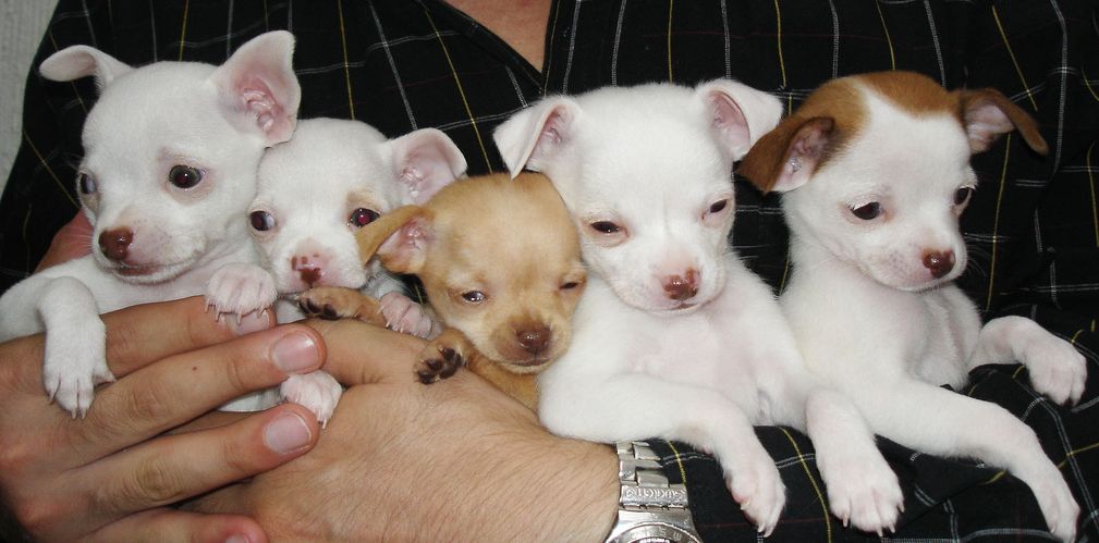 A handful of pups!