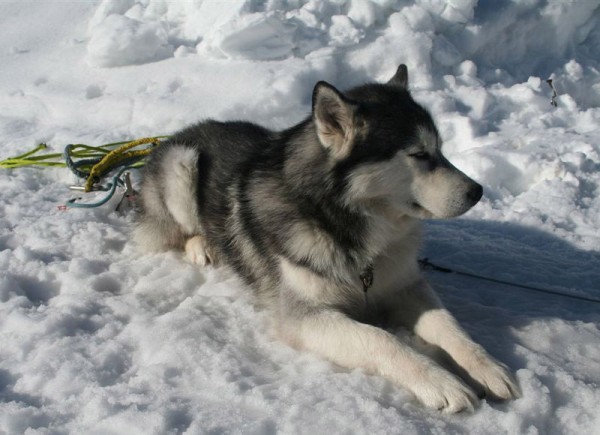 Husky resting in the snow 