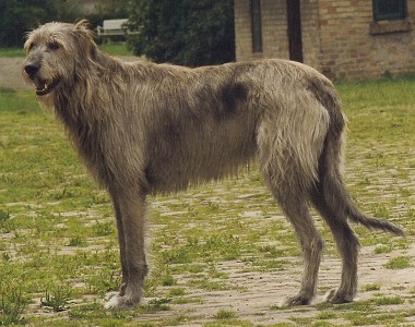 Irish Wolfhound portrait 