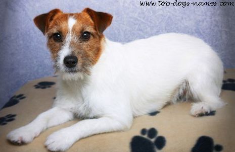 Jack Russell Terrier. These dogs weigh around 13 to 17 pounds and stand 10 