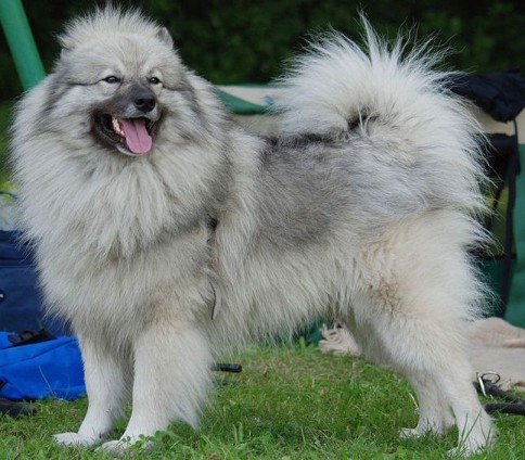 Portrait of a Keeshond 