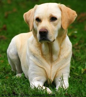 Labrador Retriever