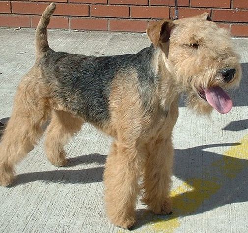 Find A Great Lakeland Terrier Name Plus Breed Information.