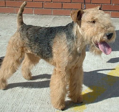 Portrait of a Lakeland Terrier 