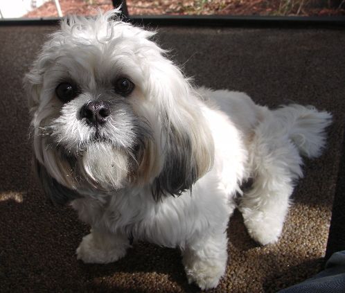 Portrait of Lhasa Apso--Oscar 