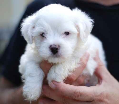 Maltese terrier puppy-Your responsibility so train her not to bite.