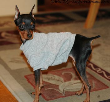 Miniature Pinscher feeling the cold? 