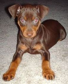 brown miniature pinscher