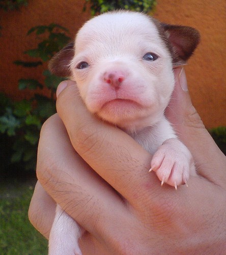 a born puppy
