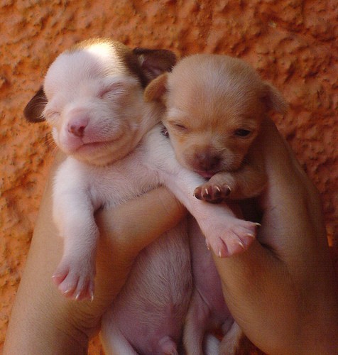 Newly born puppies