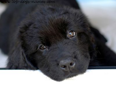 newfoundland puppy