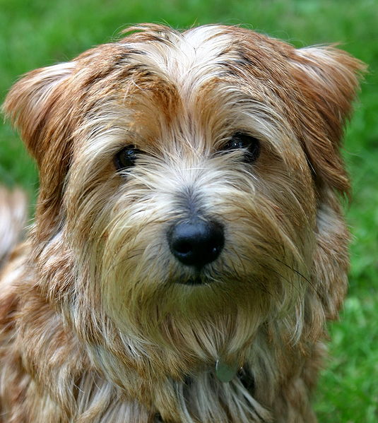 Portrait of a Norfolk Terrier 