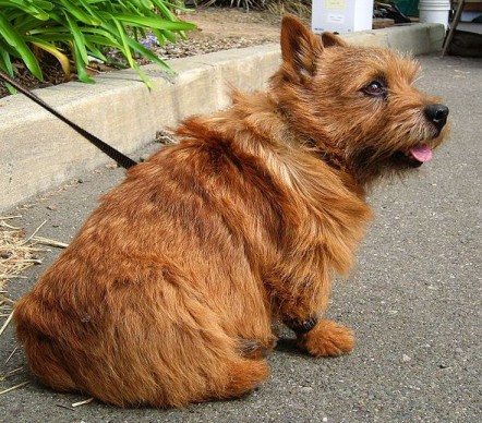 Norwich Terrier taking a breather!