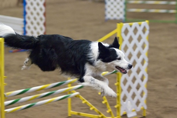 A collie graduate of puppy obedience training.