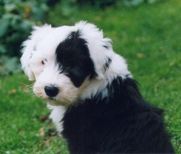 Portrait of an Old English Sheepdog 