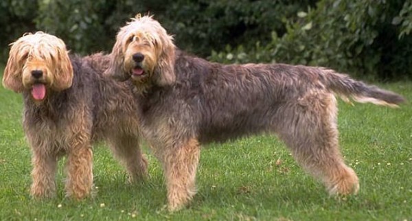 Two Otterhounds 