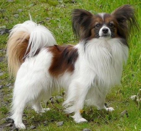 Portrait of a Papillon 