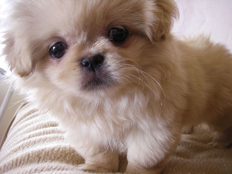 Pretty Pekingese Puppy