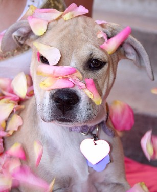 Puppy in bloom--no dog fighting from her!