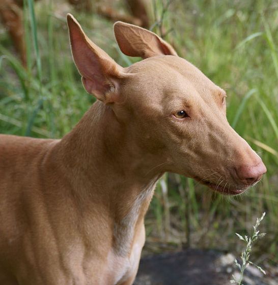 Portrait of a Pharoah Hound  