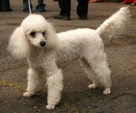Beautiful miniature poodle 