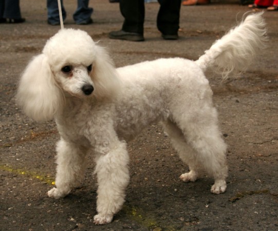 top poodle names