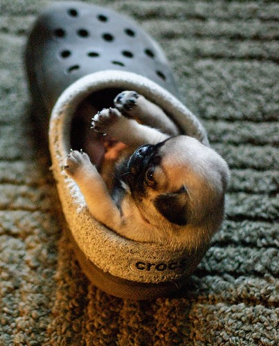 Puppy Begging-When I get out of this shoe!