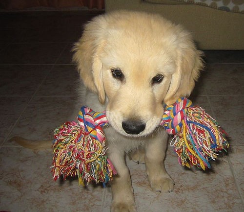 Puppy and his toy