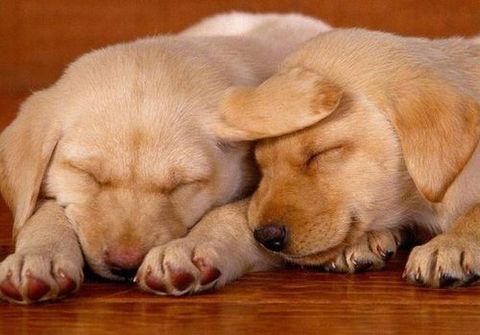 Sleeping Labrador pups