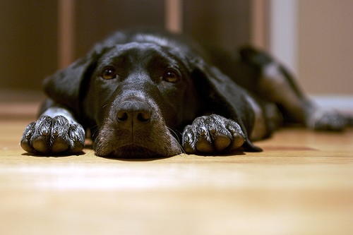 Puppy lying down