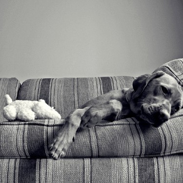 Puppy on a sofa