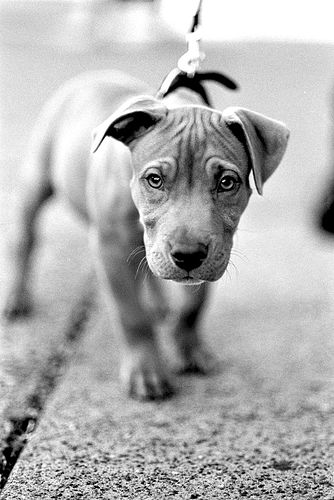 Puppy on his leash