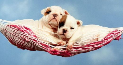 Puppies in a hammock