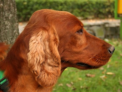 Red Setter Portrait 