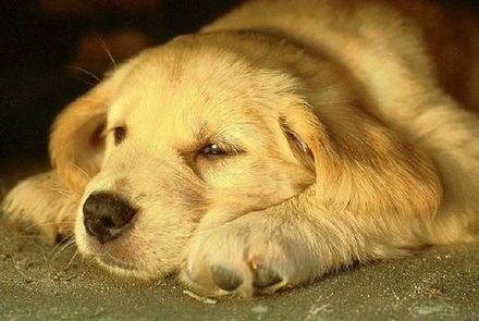 Golden Retriever Puppy