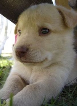 Vaccinated Retriever Puppy