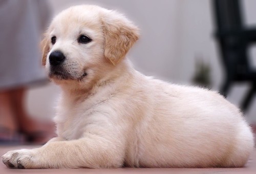 Retriever puppy