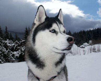 Beautiful Siberian Husky