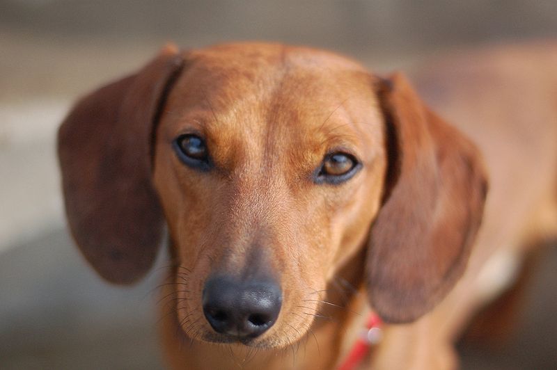 Portrait of a smooth coated Dachshund 