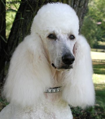 Beautiful French Poodle