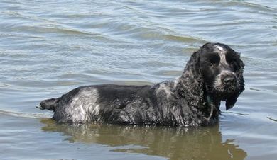 Suki swimming