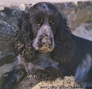 Digging on the beach