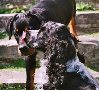 Suki licking Lexy